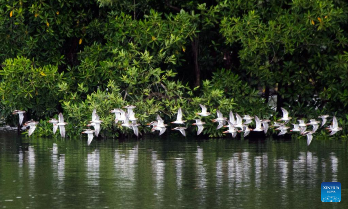 A flock of migratory birds fly in Singapore's Sungei Buloh Wetland Reserve on Jan 4, 2022. Photo:Xinhua