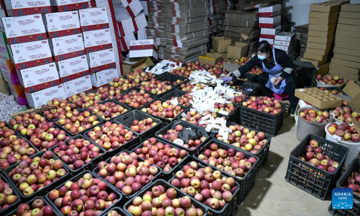 A farmer packs apples at a cooperative in Niupeng Townip of Weining Yi, Hui and Miao Autonomous County, southwest China's Guizhou Province, Nov 2, 2022. Photo:Xinhua