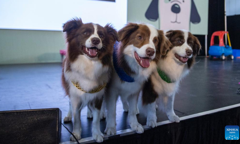 Dogs pose for photo at a national pet show in Sydney, Australia, Nov. 5, 2022. Photo: Xinhua