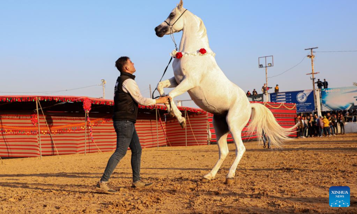 A Palestinian jockey displays a horse during a festival for Arabian purebred horses in Gaza City, on Nov 11, 2022. Photo:Xinhua