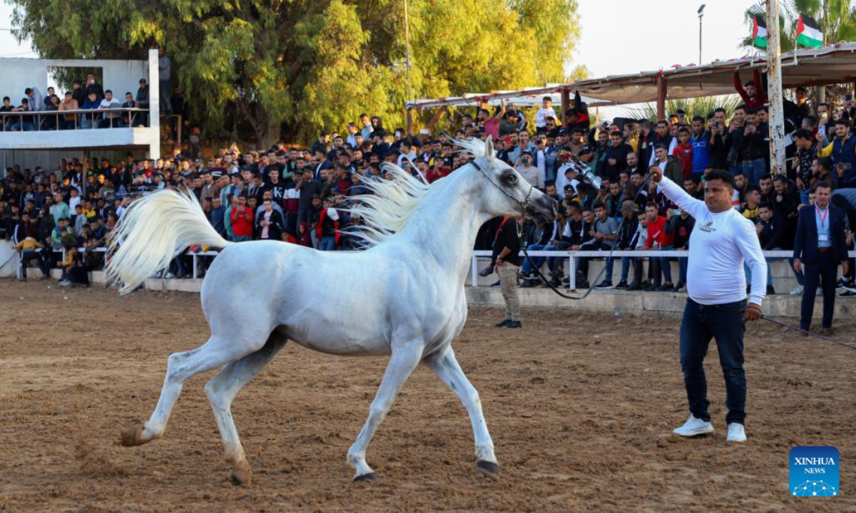 A Palestinian jockey displays a horse during a festival for Arabian purebred horses in Gaza City, on Nov 11, 2022. Photo:Xinhua