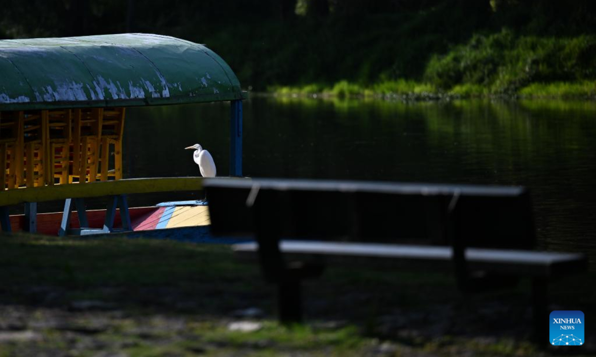 An egret is seen in the Xochimilco Ecological Park in Mexico City, capital of Mexico, Nov 2, 2022. Photo:Xinhua