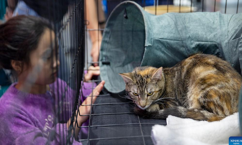 A girl looks at a cat on display at a national pet show in Sydney, Australia, Nov. 5, 2022. Photo: Xinhua