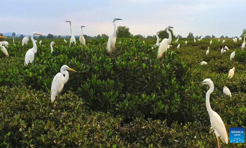 This aerial photo taken on Aug. 22, 2022 shows birds in Shankou Mangrove Nature Reserve in Hepu County of Beihai City, south China's Guangxi Zhuang Autonomous Region. The Shankou Mangrove Nature Reserve, a wetland reserve protecting the ecosystem of the mangrove forest, has been designated as a wetland of international importance in China.(Photo: Xinhua)