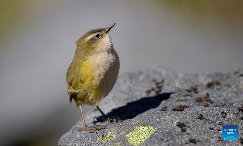 This undated file photo shows a small alpine rock wren in New Zealand. The endangered small alpine rock wren has won New Zealand's Bird of the Year 2022, the event organizer announced on Monday. The Bird of the Year competition is an annual competition held by New Zealand's independent conservation organization Forest and Bird, in a bid to raise people's awareness of New Zealand's natural birds.(Photo: Xinhua)