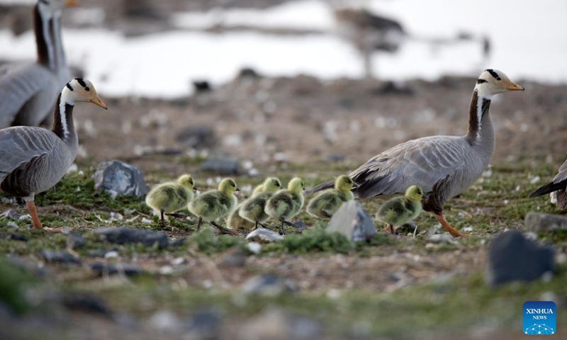 This photo taken on June 2, 2020 shows bar-headed geese at the Bird Island wetland at Qinghai Lake in northwest China's Qinghai Province. Qinghai Lake, located in northwest China's Qinghai Province, is China's largest inland saltwater lake. It is a major transit point for migratory birds from Central Asia to India and East Asia to Australia. It also serves as an important winter home for waterbirds on the Qinghai-Tibet Plateau.(Photo: Xinhua)