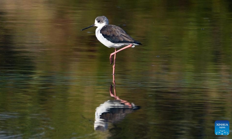 A bird is seen in Shankou Mangrove Nature Reserve in Hepu County of Beihai City, south China's Guangxi Zhuang Autonomous Region, Oct. 23, 2022. The Shankou Mangrove Nature Reserve, a wetland reserve protecting the ecosystem of the mangrove forest, has been designated as a wetland of international importance in China.(Photo: Xinhua)