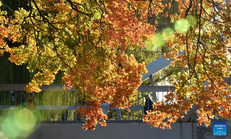 This photo taken on Nov. 1, 2022 shows the autumn scenery of Yuyuantan Park in Beijing, capital of China.(Photo: Xinhua)