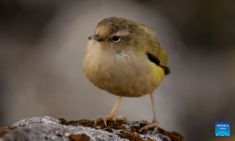 This undated file photo shows a small alpine rock wren in New Zealand. The endangered small alpine rock wren has won New Zealand's Bird of the Year 2022, the event organizer announced on Monday. The Bird of the Year competition is an annual competition held by New Zealand's independent conservation organization Forest and Bird, in a bid to raise people's awareness of New Zealand's natural birds.(Photo: Xinhua)