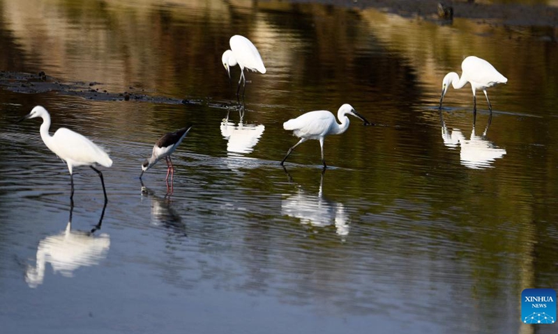 Birds are seen in Shankou Mangrove Nature Reserve in Hepu County of Beihai City, south China's Guangxi Zhuang Autonomous Region, Oct. 23, 2022. The Shankou Mangrove Nature Reserve, a wetland reserve protecting the ecosystem of the mangrove forest, has been designated as a wetland of international importance in China.(Photo: Xinhua)