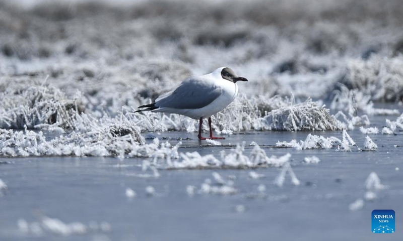 This photo taken on April 8, 2020 shows a brown-headed gull resting at Qinghai Lake, Gangcha County of Haibei Tibetan Autonomous Prefecture, northwest China's Qinghai Province. Qinghai Lake, located in northwest China's Qinghai Province, is China's largest inland saltwater lake. It is a major transit point for migratory birds from Central Asia to India and East Asia to Australia. It also serves as an important winter home for waterbirds on the Qinghai-Tibet Plateau.(Photo: Xinhua)