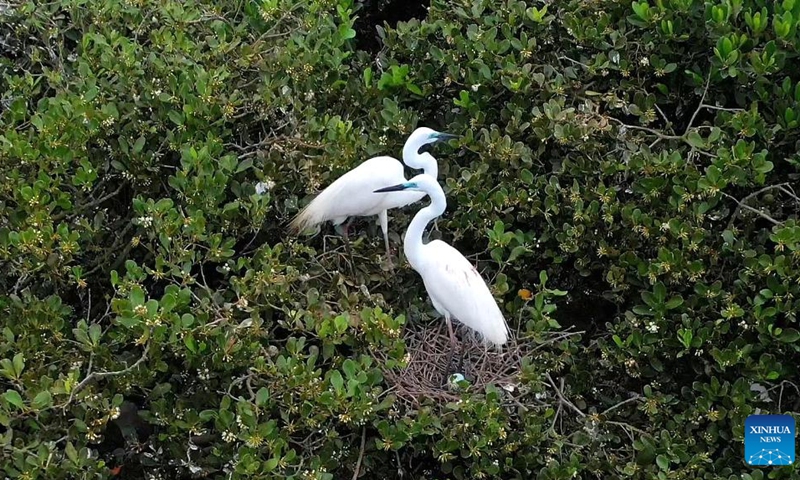 This aerial photo taken on Aug. 25, 2022 shows birds in Shankou Mangrove Nature Reserve in Hepu County of Beihai City, south China's Guangxi Zhuang Autonomous Region. The Shankou Mangrove Nature Reserve, a wetland reserve protecting the ecosystem of the mangrove forest, has been designated as a wetland of international importance in China.(Photo: Xinhua)