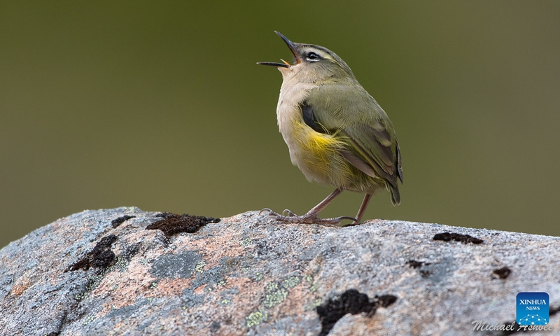 This undated file photo shows a small alpine rock wren in New Zealand. The endangered small alpine rock wren has won New Zealand's Bird of the Year 2022, the event organizer announced on Monday. The Bird of the Year competition is an annual competition held by New Zealand's independent conservation organization Forest and Bird, in a bid to raise people's awareness of New Zealand's natural birds.(Photo: Xinhua)