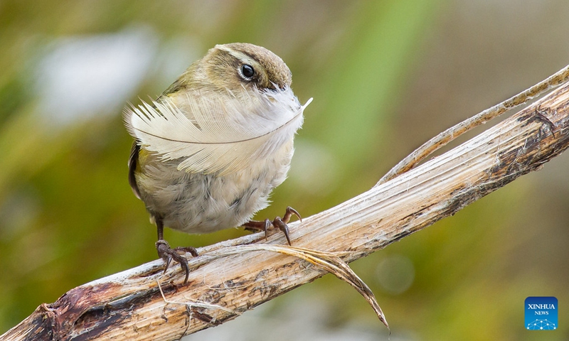 This undated file photo shows a small alpine rock wren in New Zealand. The endangered small alpine rock wren has won New Zealand's Bird of the Year 2022, the event organizer announced on Monday. The Bird of the Year competition is an annual competition held by New Zealand's independent conservation organization Forest and Bird, in a bid to raise people's awareness of New Zealand's natural birds.(Photo: Xinhua)