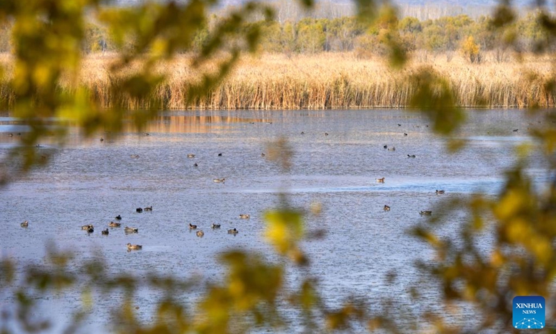 This photo taken on Nov. 1, 2022 shows the view of Yeya (Wild Duck) Lake national wetland park in Yanqing District of Beijing, capital of China. Yeya Lake Wetland Reserve became Beijing's first wetland conservation area in 1997. It functions as an ecological shield for Beijing, protecting the city's water source and providing a habitat for wild animals.(Photo: Xinhua)