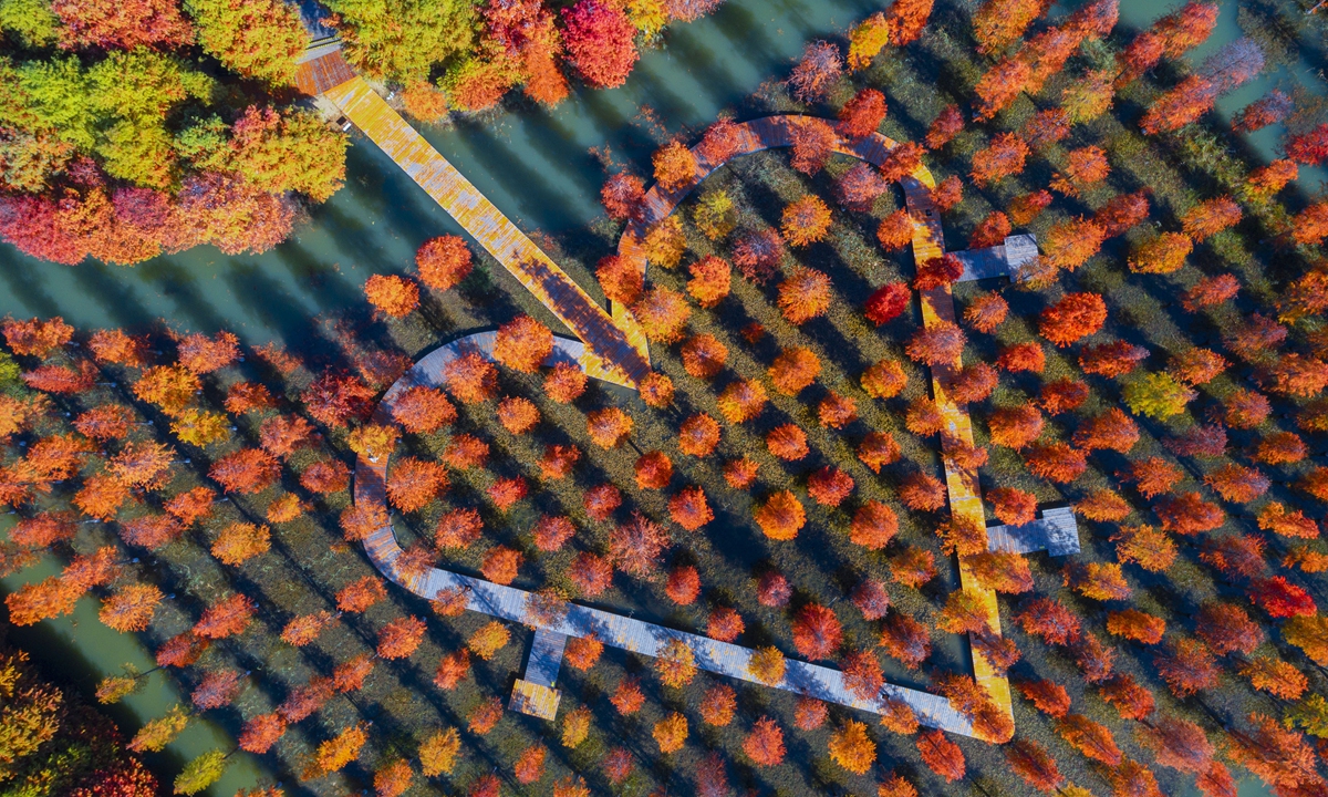 The metasequoia forest in the Hongze Lake Wetland in East China's Jiangsu Province entered the best viewing period on November 2, 2022. Photo:IC