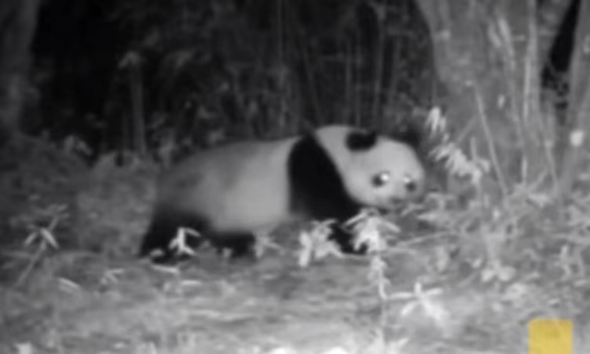 Viral video of 'skinny' giant panda in a US zoo ignites calls for