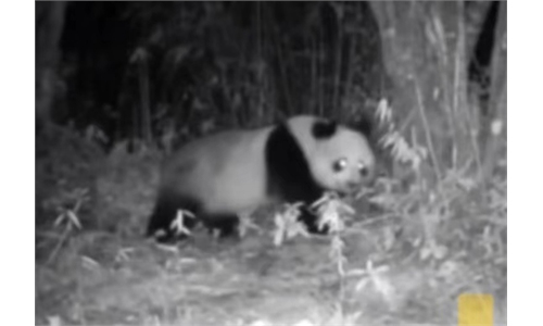 Pregnant giant panda filmed in the wild in China’s Sichuan - Global Times