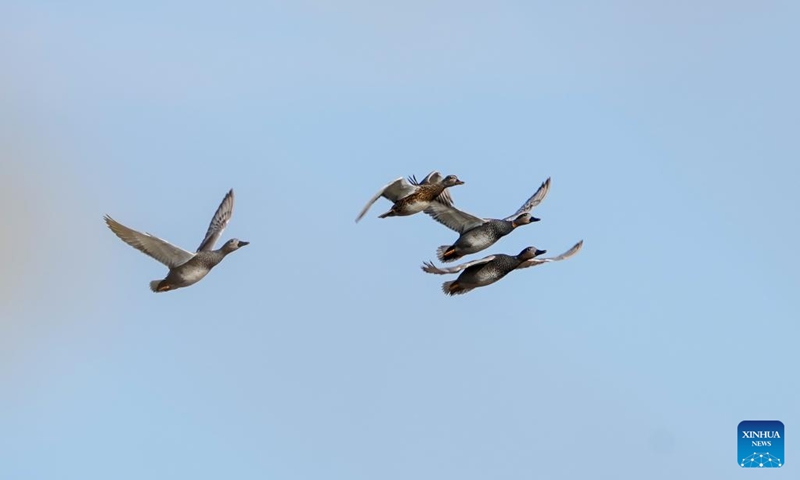 This photo taken on Nov. 1, 2022 shows a flock of gadwalls flying over the Yeya (Wild Duck) Lake national wetland park in Yanqing District of Beijing, capital of China. Yeya Lake Wetland Reserve became Beijing's first wetland conservation area in 1997. It functions as an ecological shield for Beijing, protecting the city's water source and providing a habitat for wild animals.(Photo: Xinhua)