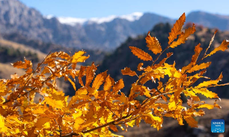 This photo taken on Nov. 1, 2022 shows a view of mountainous areas near Tashkent, capital of Uzbekistan.(Photo: Xinhua)