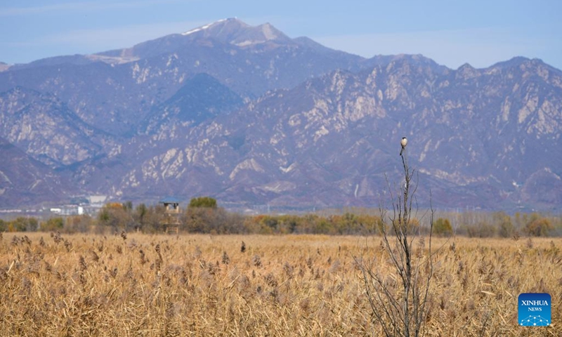 This photo taken on Nov. 1, 2022 shows the view of Yeya (Wild Duck) Lake national wetland park in Yanqing District of Beijing, capital of China. Yeya Lake Wetland Reserve became Beijing's first wetland conservation area in 1997. It functions as an ecological shield for Beijing, protecting the city's water source and providing a habitat for wild animals.(Photo: Xinhua)