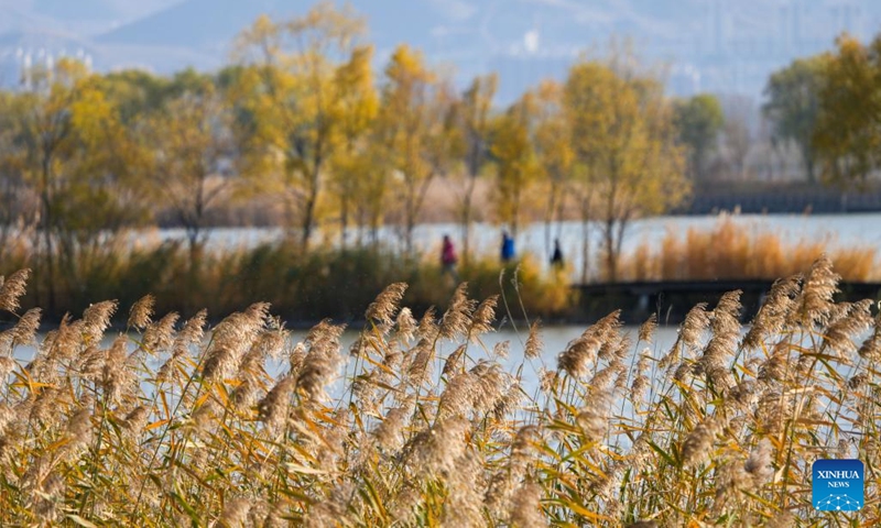 This photo taken on Nov. 1, 2022 shows people visiting the Yeya (Wild Duck) Lake national wetland park in Yanqing District of Beijing, capital of China. Yeya Lake Wetland Reserve became Beijing's first wetland conservation area in 1997. It functions as an ecological shield for Beijing, protecting the city's water source and providing a habitat for wild animals.(Photo: Xinhua)