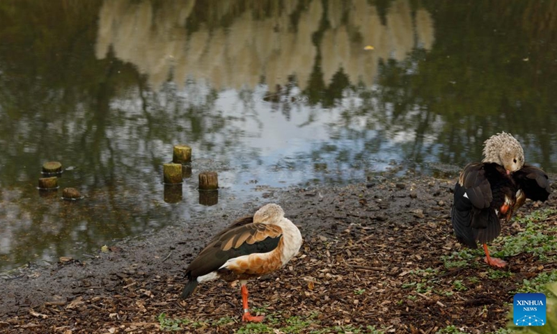 This photo taken on Oct. 31, 2022 shows a view of the London Wetland Center in London, Britain.(Photo: Xinhua)