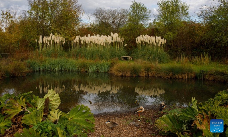 This photo taken on Oct. 31, 2022 shows a view of the London Wetland Center in London, Britain.(Photo: Xinhua)