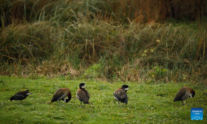 This photo taken on Oct. 31, 2022 shows a view of the London Wetland Center in London, Britain.(Photo: Xinhua)