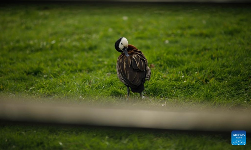 This photo taken on Oct. 31, 2022 shows a view of the London Wetland Center in London, Britain.(Photo: Xinhua)