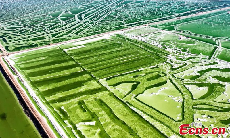 Emerald green water ripples on the crispy white lakebed and the shimmering salt crystals of the shores in Qarhan Salt Lake in Haixi Mongolian and Tibetan Autonomous Prefecture, northwest China's Qinghai Province. Qarhan Salt lake is the largest in China and boasts abundant deposits of mineral resources. It is also the largest base of potash fertilizer production.(Photo: China News Service/Bao Lei) 


