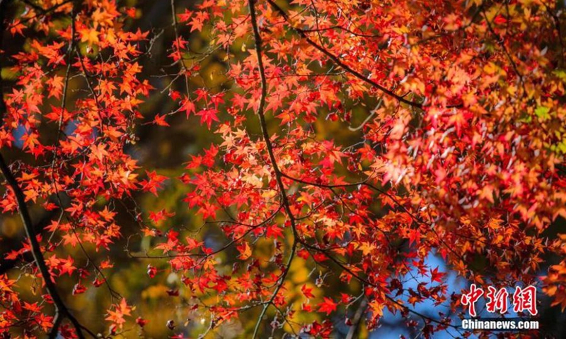 Maple trees with red leaves in autumn sunshine dazzle tourists on Lushan Mountain, east China's Jiangxi Province, Nov. 6, 2022. (Photo: China News Service/Ma Gang)
