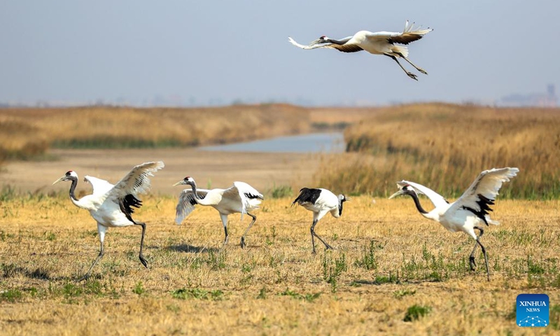 Red-crowned cranes are pictured at a breeding center for crane species in Panjin, northeast China's Liaoning Province, May 9, 2019. Various types of wetlands have been found in the Liaohe River Delta.(Photo: Xinhua)