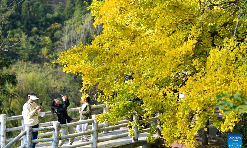 People enjoy leisure time under a ginkgo tree with golden-yellow leaves in Huanglian Village of Wudang District in Guiyang, southwest China's Guizhou Province, Nov. 6, 2022.(Photo: Xinhua)