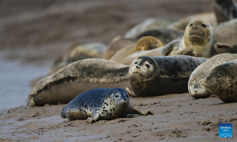 Spotted seals rest on the tidal-flat area of Sandaogou in Panjin , northeast China's Liaoning Province, April 20, 2021. Various types of wetlands have been found in the Liaohe River Delta.(Photo: Xinhua)