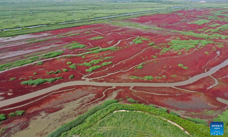 This aerial photo taken on Aug. 19, 2021 shows red beaches in Liaohe River Delta in Panjin, northeast China's Liaoning Province. Various types of wetlands have been found in the Liaohe River Delta. The tidelands there are covered by the suaeda salsa, which turn red on the beach in autumn.(Photo: Xinhua)