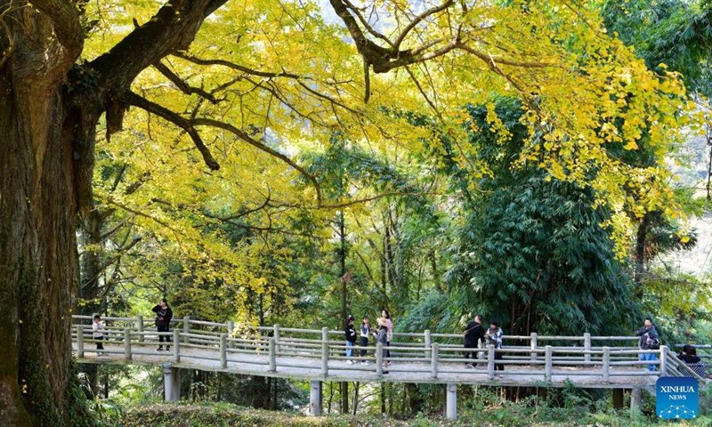 People enjoy leisure time on a bridge under a ginkgo tree with golden-yellow leaves in Huanglian Village of Wudang District in Guiyang, southwest China's Guizhou Province, Nov. 6, 2022.(Photo: Xinhua)