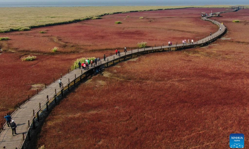 This aerial photo taken on Sept. 28, 2022 shows people enjoying the scenery of the Red Beach scenic area in Panjin, northeast China's Liaoning Province. Various types of wetlands have been found in the Liaohe River Delta. The tidelands there are covered by the suaeda salsa, which turn red on the beach in autumn.(Photo: Xinhua)