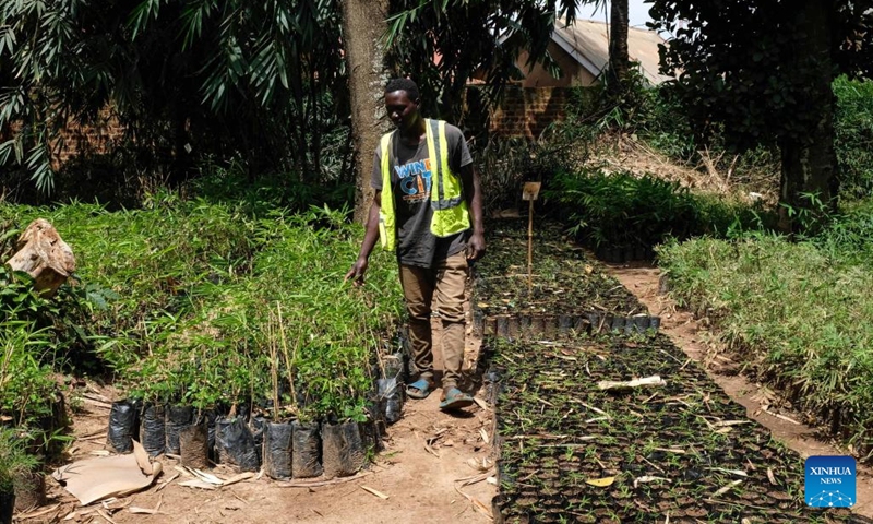 A staff member of the Uganda Bamboo Association walks in a bamboo planting base in Kampala, Uganda, Oct. 26, 2022. The Uganda Bamboo Association brings related organizations and community members together to share information, resources and technology in growing and adding value to bamboo. The association organizes demonstrations for members on how to plant bamboo and also sensitizes them about the economic benefits of the plant.(Photo: Xinhua)