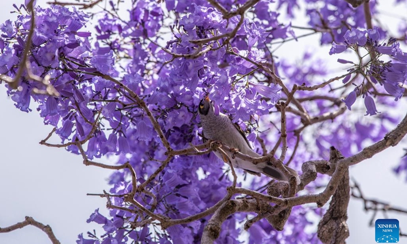 This photo taken on Nov. 8, 2022 shows a noisy miner among jacaranda blooms in Sydney, Australia.(Photo: Xinhua)