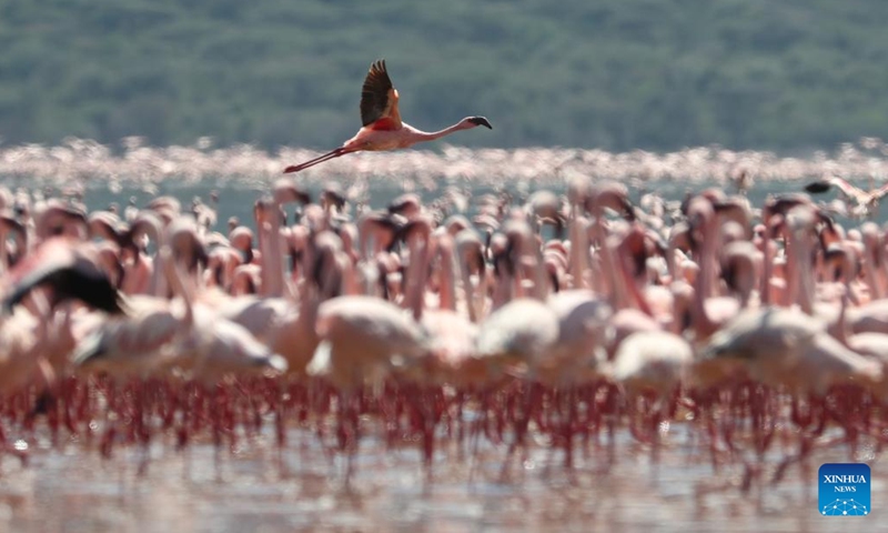 This photo taken on Nov. 6, 2022 shows flamingos at the Lake Bogoria in Baringo, Kenya. Lake Bogoria is located in the middle of the East African Rift Valley in Kenya, about 300 kilometers away from the capital Nairobi. (Photo: Xinhua)