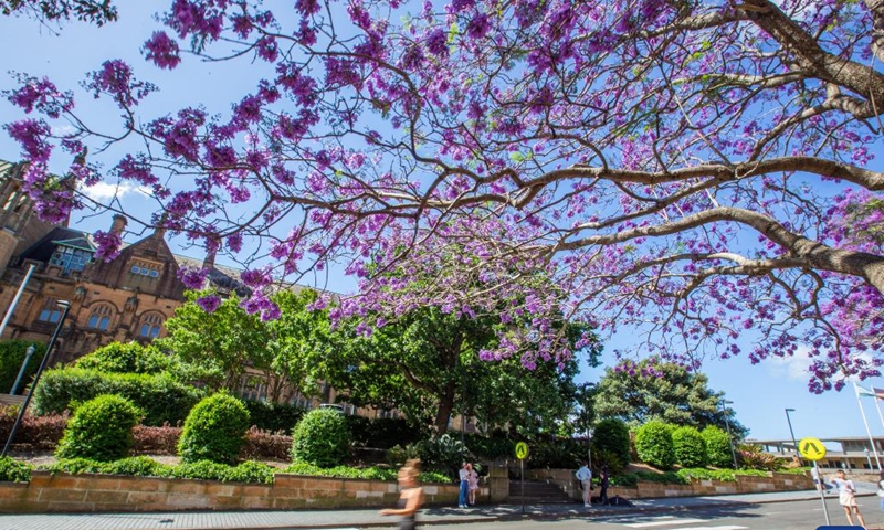 This photo taken on Nov. 8, 2022 shows jacaranda blooms in Sydney, Australia.(Photo: Xinhua)