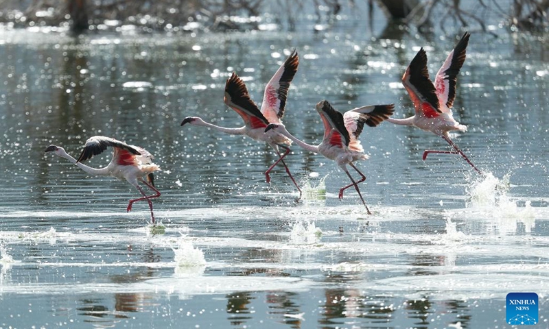 This photo taken on Nov. 6, 2022 shows a flamingo flying over the Lake Bogoria in Baringo, Kenya. Lake Bogoria is located in the middle of the East African Rift Valley in Kenya, about 300 kilometers away from the capital Nairobi.(Photo: Xinhua)