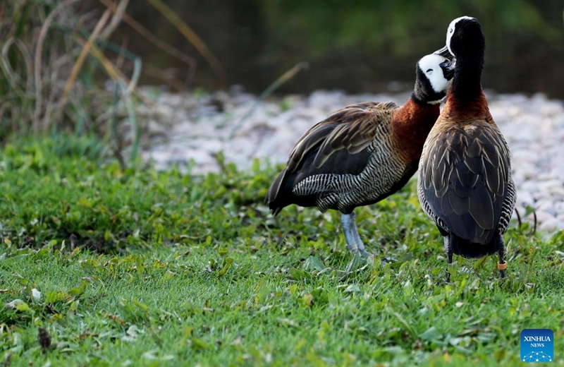 This photo taken on Nov. 9, 2022 shows two white-faced whistling ducks at London Wetland Centre in London, Britain. (Xinhua/Li Ying)