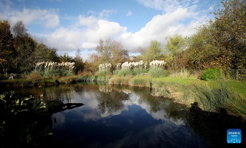 This photo taken on Nov. 9, 2022 shows a view of London Wetland Centre in London, Britain. (Xinhua/Li Ying)