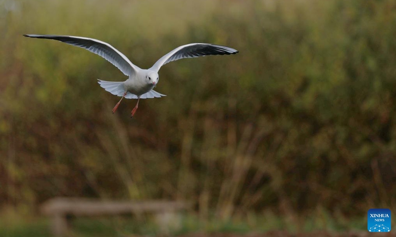 This photo taken on Nov. 9, 2022 shows a black-headed gull at London Wetland Centre in London, Britain. (Xinhua/Li Ying)