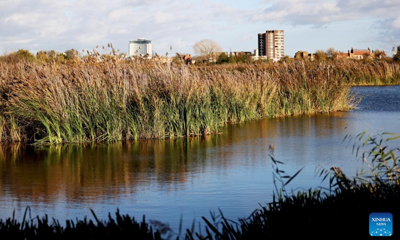 This photo taken on Nov. 9, 2022 shows a view of London Wetland Centre in London, Britain. (Xinhua/Li Ying)