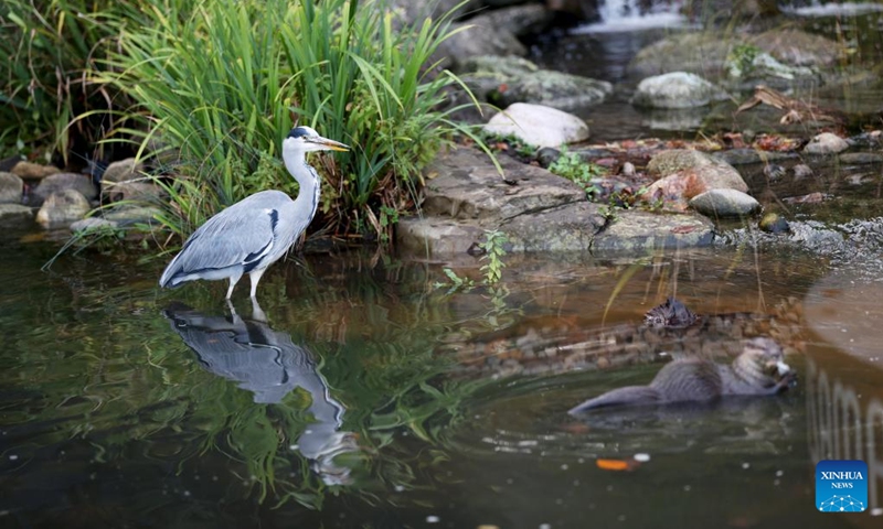 This photo taken on Nov. 9, 2022 shows a grey heron and otter at London Wetland Centre in London, Britain. (Xinhua/Li Ying)