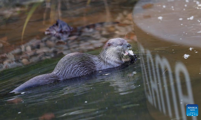 This photo taken on Nov. 9, 2022 shows an otter at London Wetland Centre in London, Britain. (Xinhua/Li Ying)