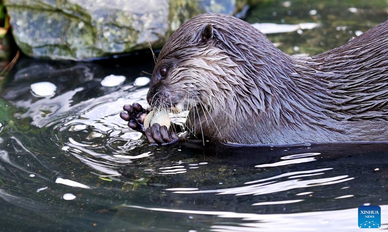 This photo taken on Nov. 9, 2022 shows an otter at London Wetland Centre in London, Britain. (Xinhua/Li Ying)